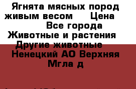 Ягнята мясных пород живым весом.  › Цена ­ 125 - Все города Животные и растения » Другие животные   . Ненецкий АО,Верхняя Мгла д.